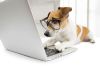Good News For Hackers nerdy dog on notebook