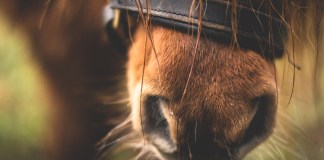 Can Horses Smell Fear? Study Reveals Their Ability to Discriminate Between Joy and Fear Odors