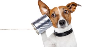 What is Intuitive Interspecies Communication?
